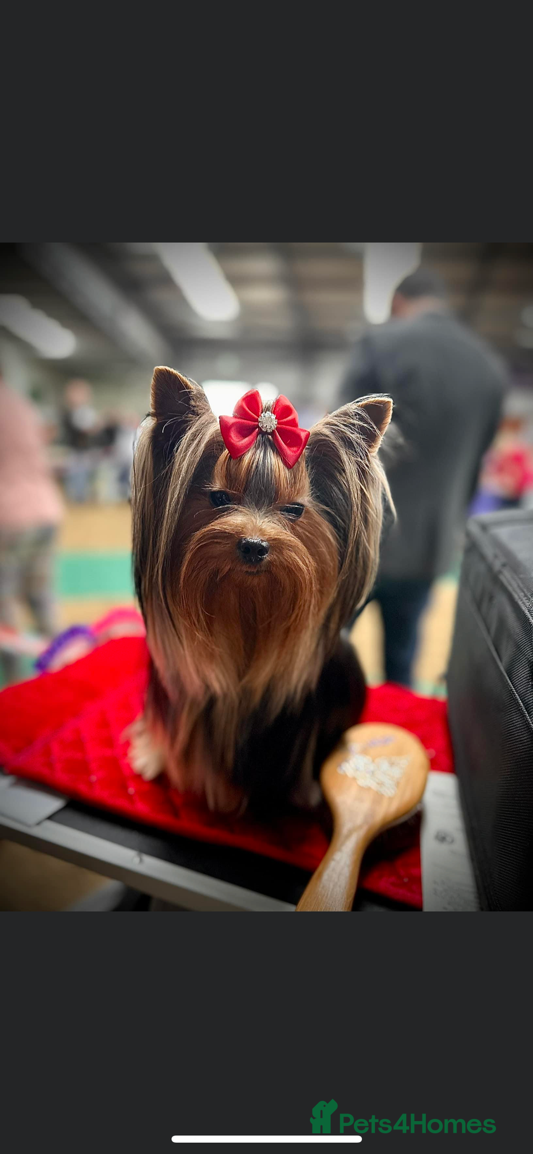 Yorkshire Terrier dogs for sale: KC registered champion blood puppies  - Image 15
