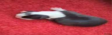 Boston Terrier 3
