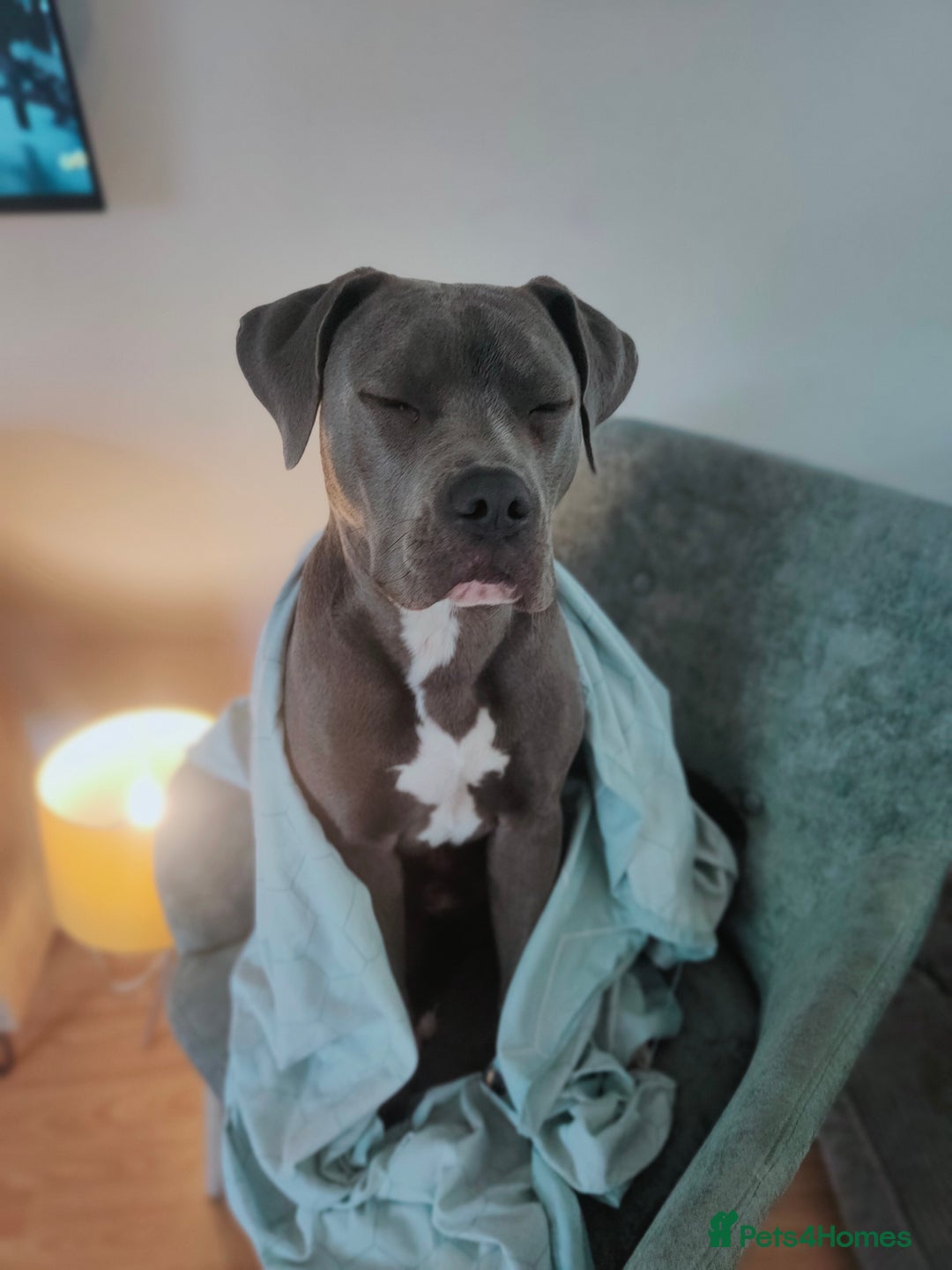 Mixed Breed dogs for sale: 9 month old BFG mastiff cross Reeko 🥰 - Image 4