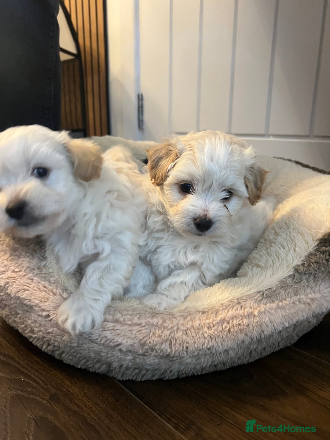 Mixed Breed dogs for sale: Havapoo/Chorkie mix - Advert 8