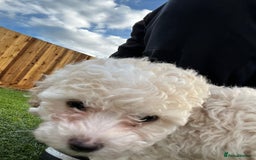 Cavapoo dogs for sale: Beautiful cavapoo puppies  - Image 29