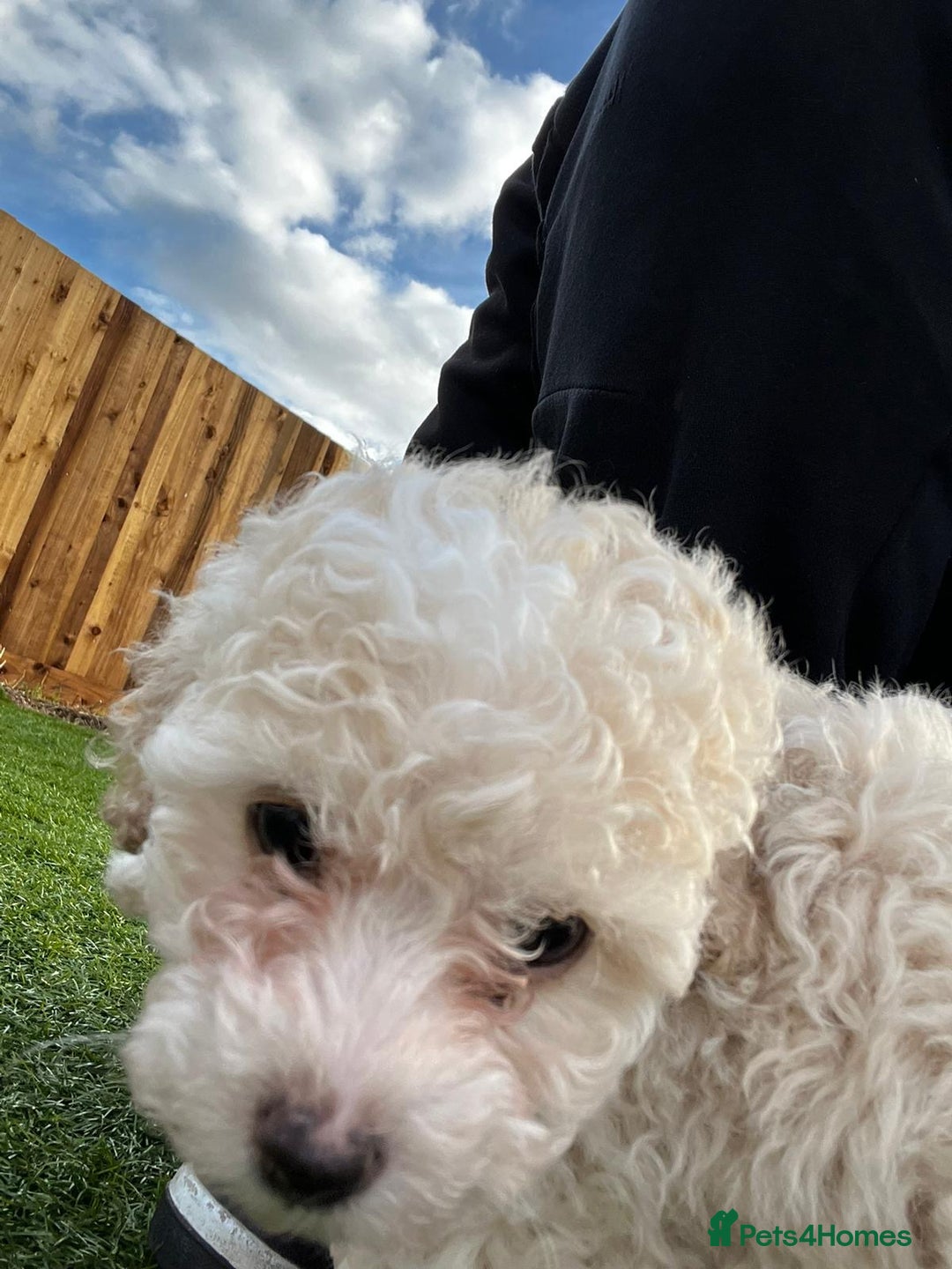 Cavapoo dogs for sale: Beautiful cavapoo puppies  - Image 29