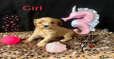 Cavapoo dogs - Advert 9