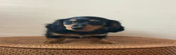 Miniature Dachshund dogs for sale: Miniature longhaired girls 2 left  - Advert 23