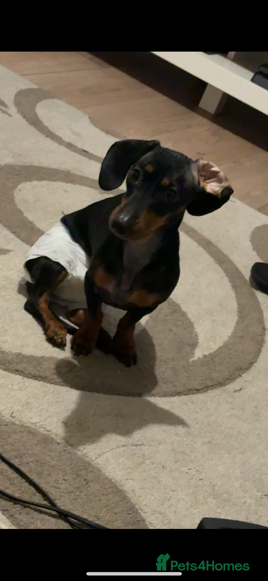 Miniature Dachshund dogs for sale: Female miniature dachshund  - Advert 13
