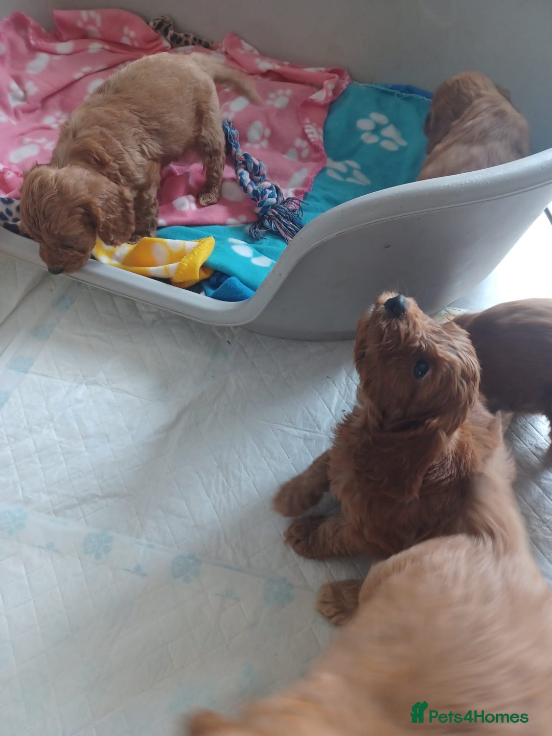 Cockapoo dogs for sale: F1 cockapoo puppies - Image 17