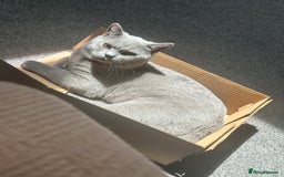 British Shorthair cats for sale: Cat for rehoming  - Image 4