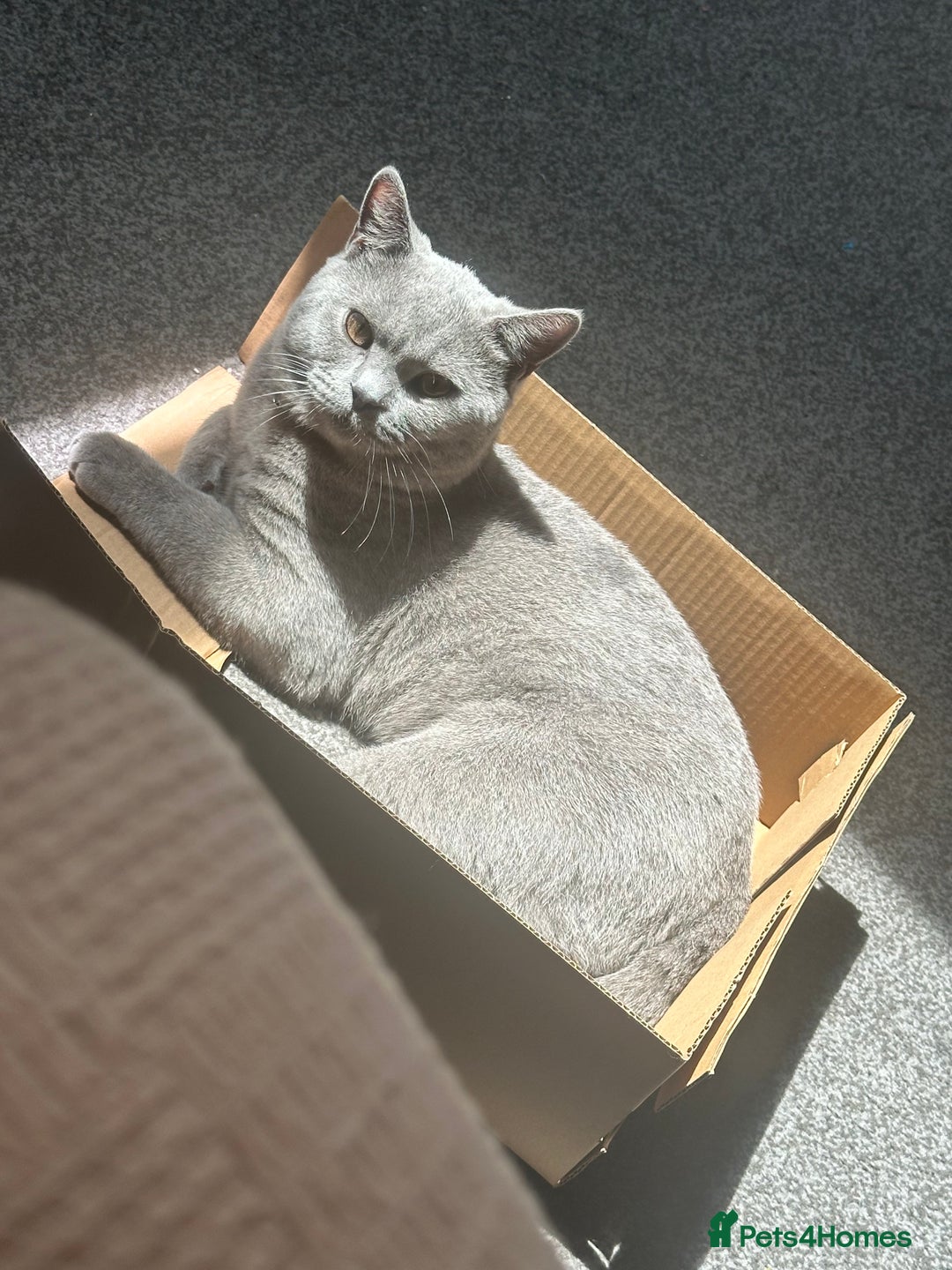British Shorthair cats for sale: Cat for rehoming  - Image 4