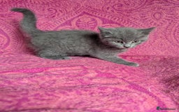 British Shorthair cats for sale: British short hair cross kittens, grey black.  - Image 11