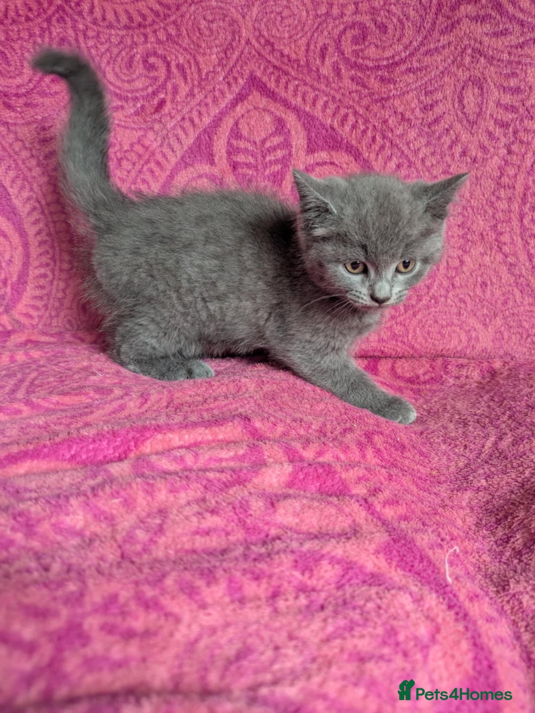 British Shorthair cats for sale: British short hair cross kittens, grey black.  - Image 11