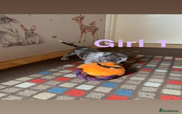 Staffordshire Bull Terrier dogs for sale: RARE BLUE MERLE STAFFORDSHIRE BULL TERRIER PUPPIES - Image 7