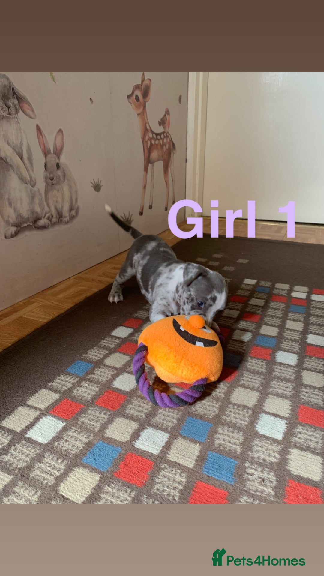 Staffordshire Bull Terrier dogs for sale: RARE BLUE MERLE STAFFORDSHIRE BULL TERRIER PUPPIES - Image 7