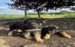 German Shepherd dogs for sale: Outstanding Male & Female German Shepherd Puppies - Image 2