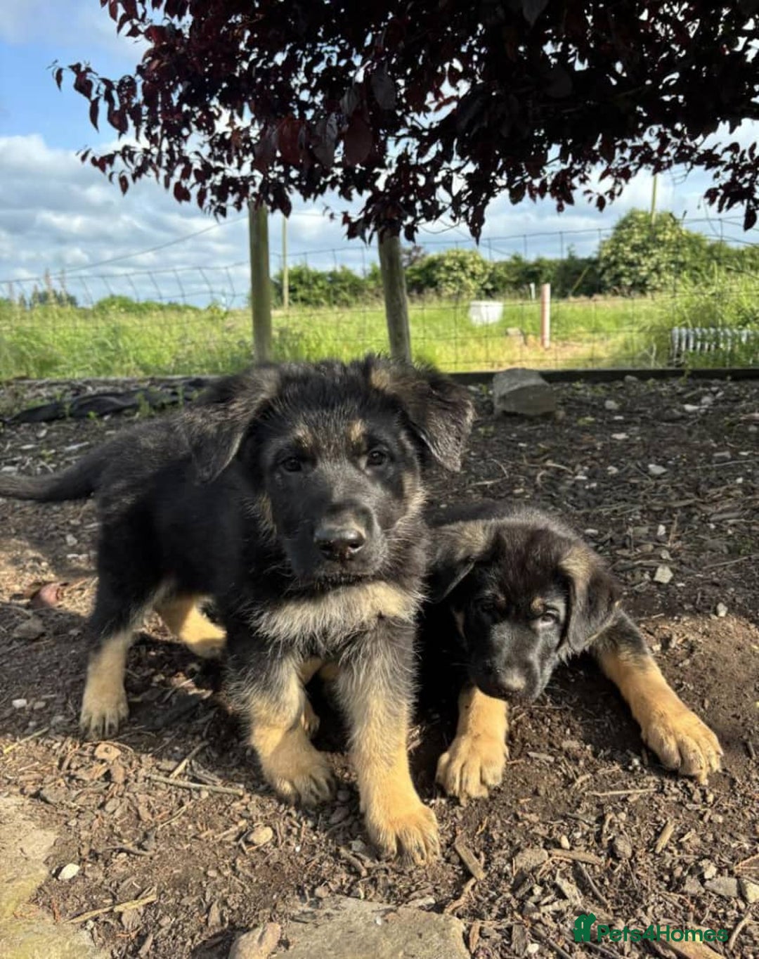 German Shepherd dogs for sale: Outstanding Male & Female German Shepherd Puppies - Image 2