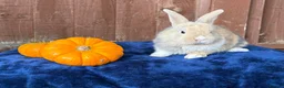 French Lop rabbits for sale: 5 Beautiful French lops  - Advert 12