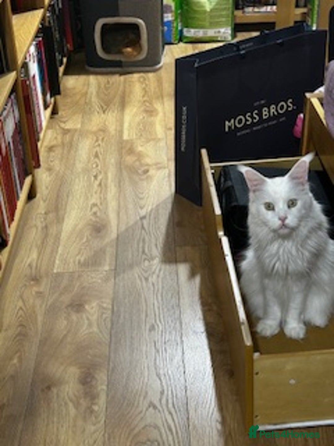 Maine Coon cats for sale: Beautiful White Maine Coon Male 6 Years Old £830  - Advert 12