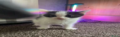 Mixed Breed Kitten 5