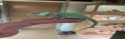 Chameleon reptiles for sale: Yemen Chameleon Babies, Normals & Pieds - Advert 9