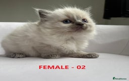 Ragdoll cats for sale: GCCF Ragdoll Kittens – Loving Homes 💕 - Image 5