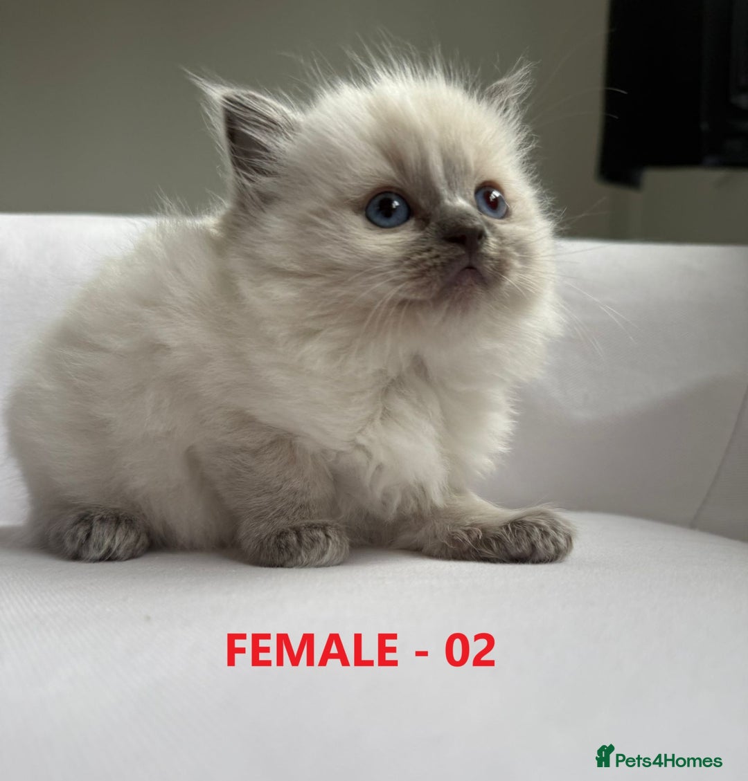 Ragdoll cats for sale: GCCF Ragdoll Kittens – Loving Homes 💕 - Image 5