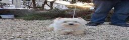 West Highland Terrier dogs for sale: KC 20 month old girl - Advert 3