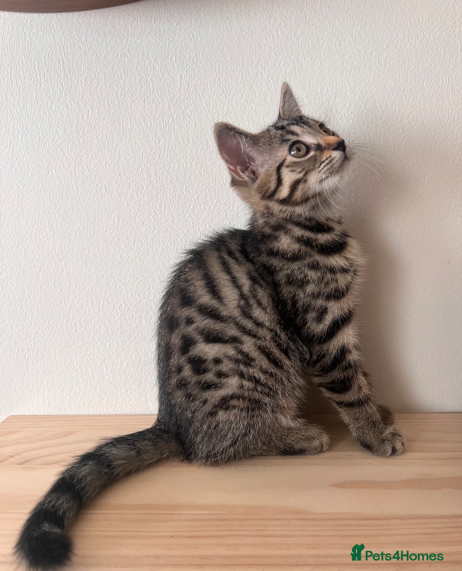 Domestic Shorthair cats 3 gorgeous female tabby kittens ready 24 Oct - Advert 9