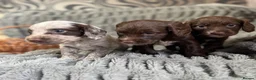 Sprocker dogs for sale: Sprocker in Peterhead - Advert 10