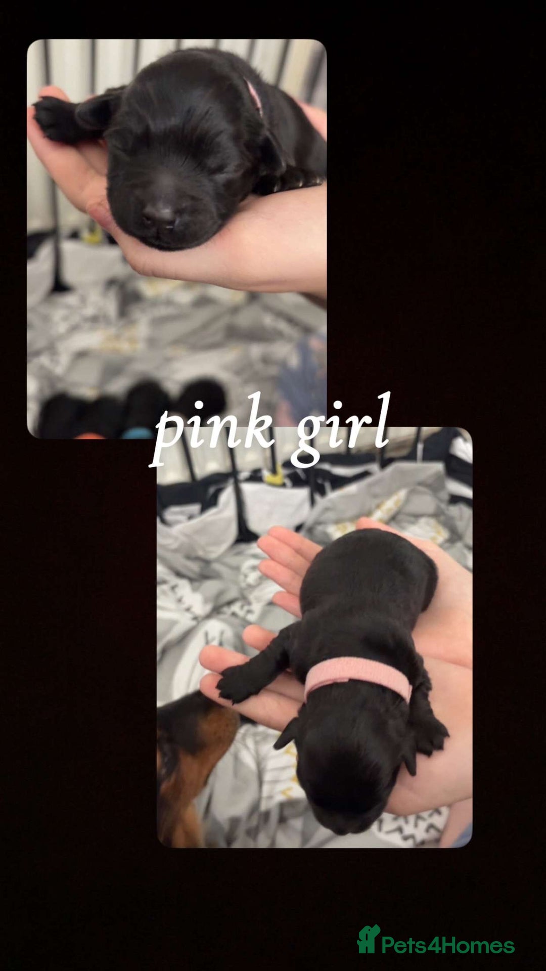 Mixed Breed dogs for sale: Jackawawa x miniature poodle  - Image 5