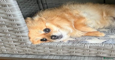 Pomeranian dogs - Advert 5