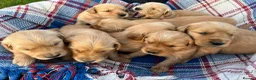 Golden Retriever dogs for sale: Beautiful KC Golden Retriever Puppies - Advert 8