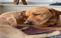 Labrador Retriever dogs for sale: Labrador puppys - Image 7