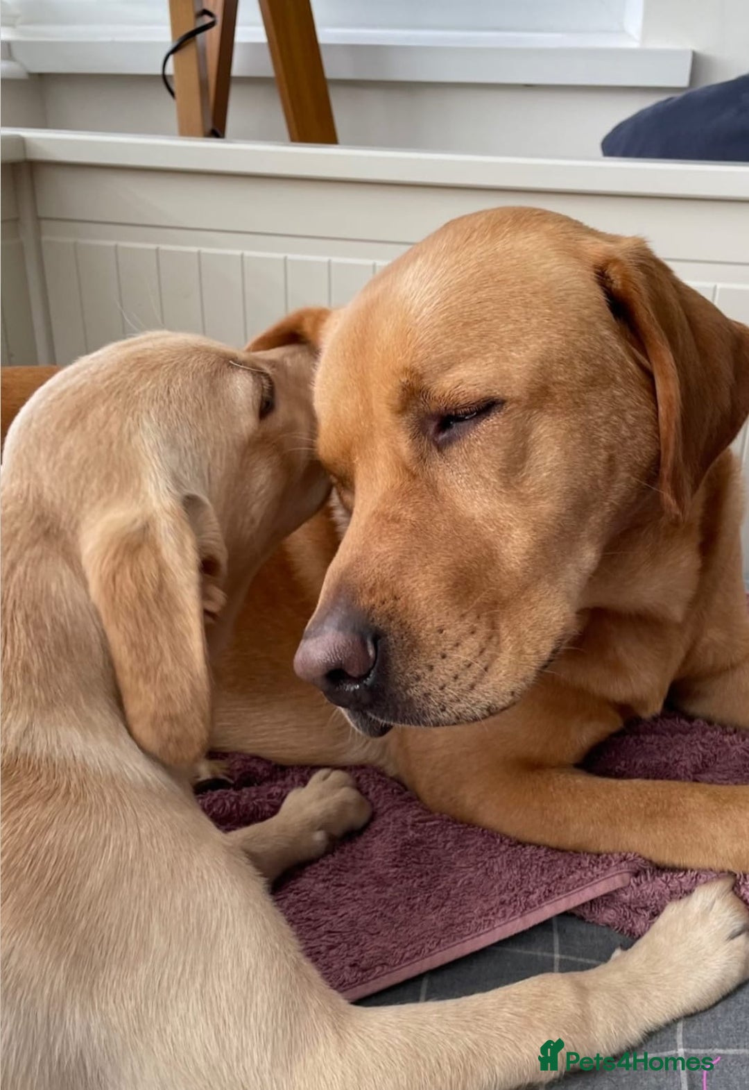 Labrador Retriever dogs for sale: Labrador puppys - Image 7