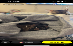 Mouse rodents for sale: Female mice  - Image 1