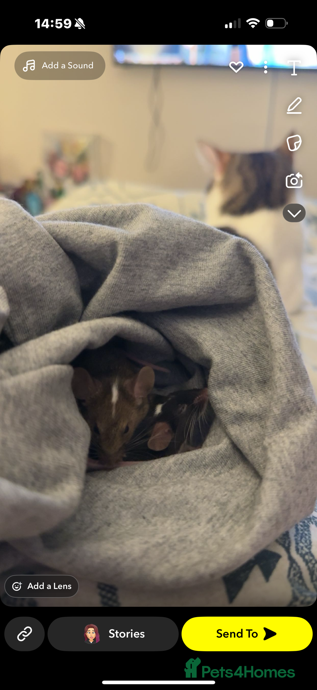 Mouse rodents for sale: Female mice  - Image 1