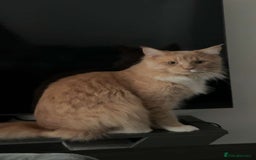 Maine Coon cats for sale: Perfect Young Male Maine coon - Image 2