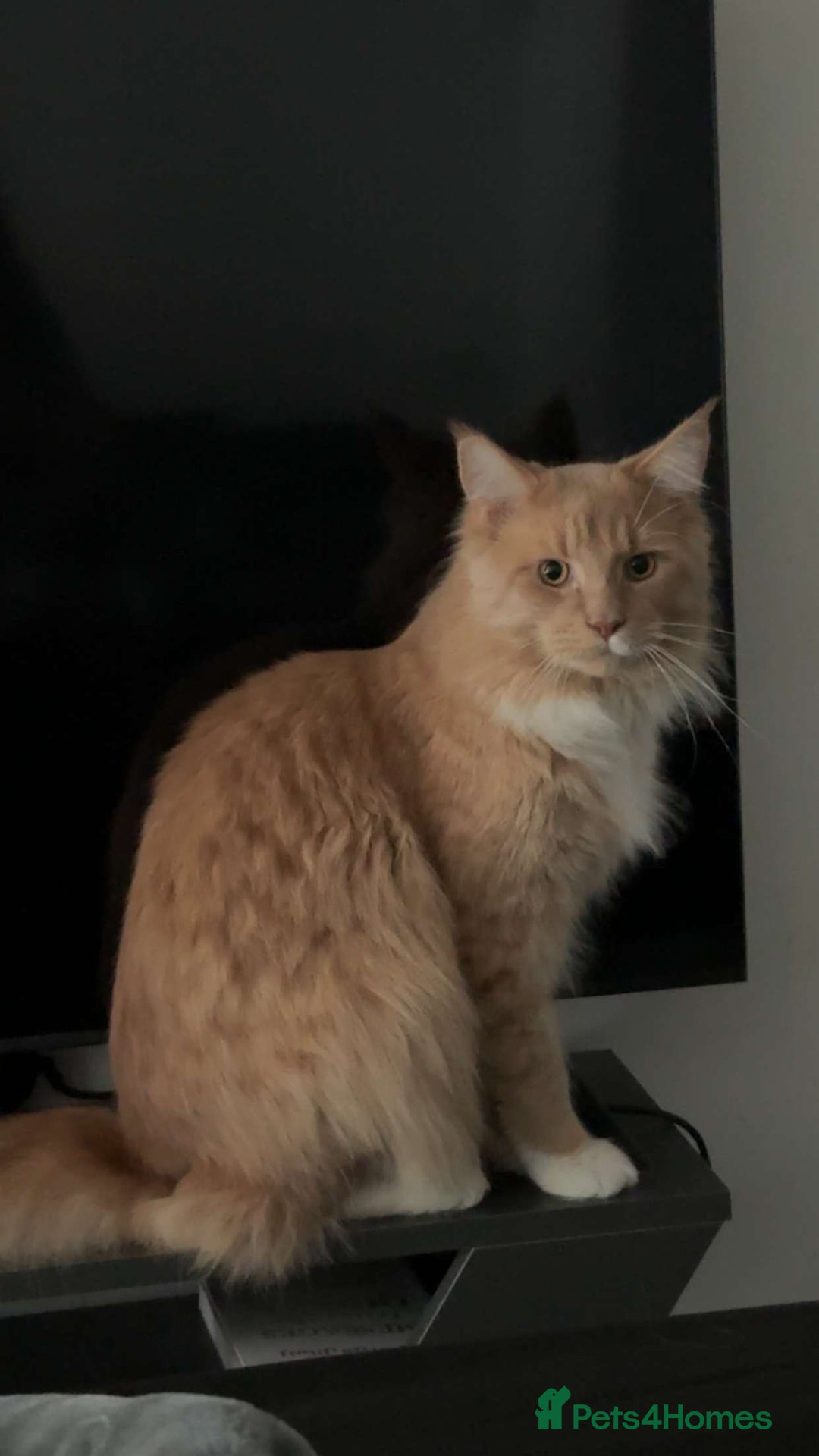 Maine Coon cats for sale: Perfect Young Male Maine coon - Image 2