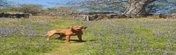 Hungarian Vizsla dogs for stud: Rummy the Vizsla- Available for Stud FREE!! in Middlesbrough - Advert 17