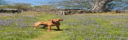 Hungarian Vizsla dogs for stud: Rummy the Vizsla- Available for Stud FREE!! in Middlesbrough - Advert 17