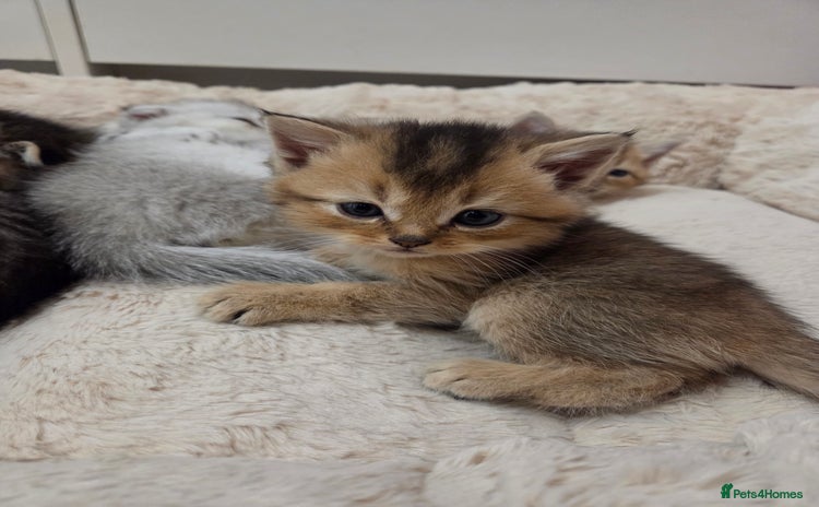 Scottish Fold cats Scottish folds - Advert 10