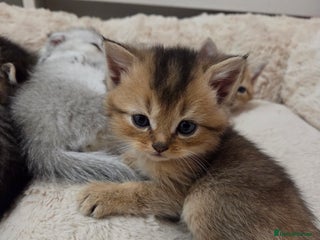 Scottish Fold cats Scottish folds - Advert 5