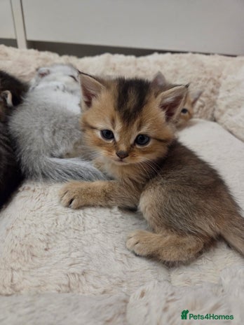 Scottish Fold cats Scottish folds - Advert 10