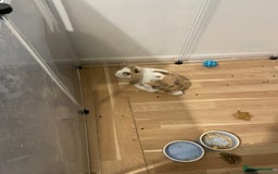 Mini Lop rabbits for sale: Mini lop rabbit - Image 3