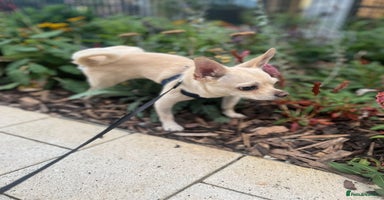 Chihuahua dogs - Advert 7