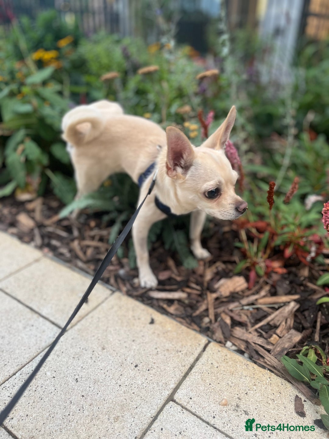 Chihuahua dogs for sale: Cute Chihuahua looking for new home - Image 2