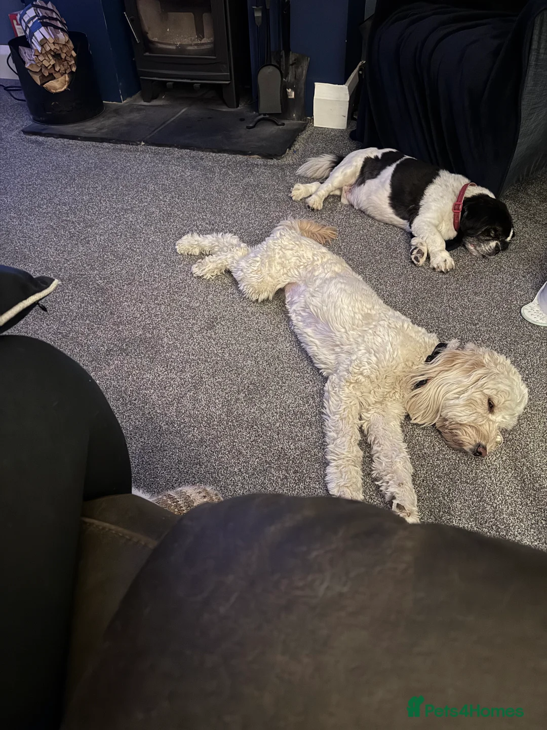 Labradoodle dogs for sale: Miniature F1b Labradoodle for rehoming  - Advert 2