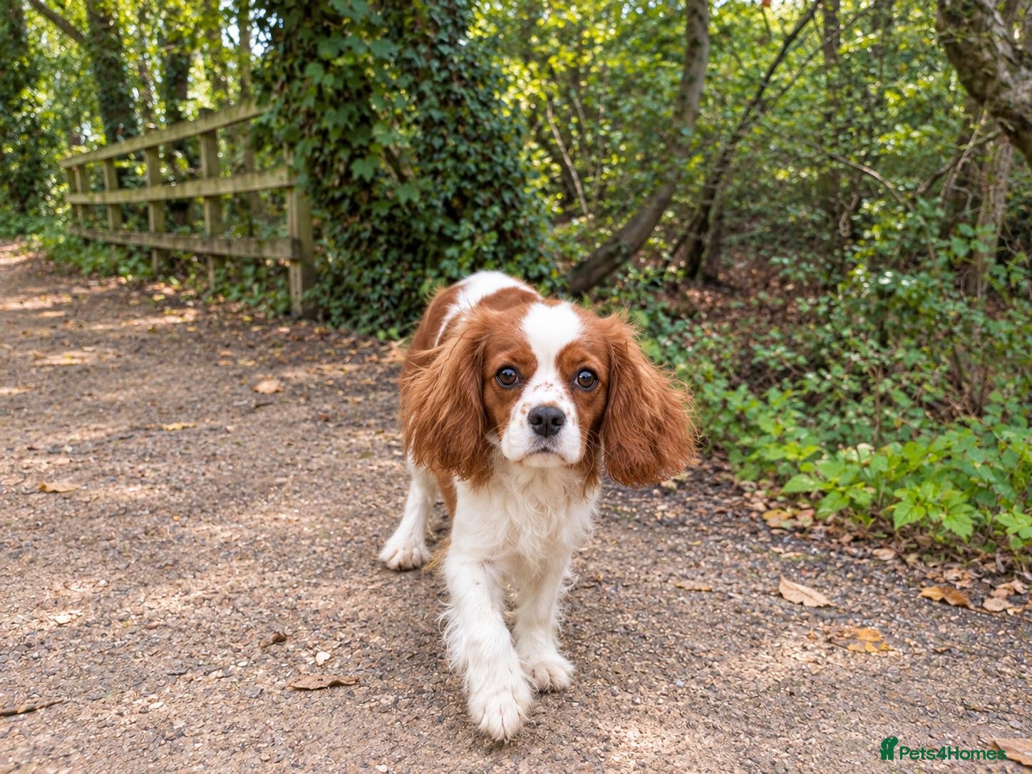 Cavalier King Charles Spaniel dogs Advanced trained cavaliers  - Advert 2