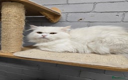 Persian cats for sale: White male Persian cat 💙 - Image 2