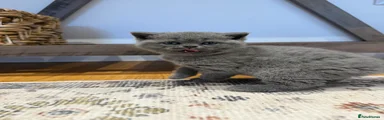 British Shorthair Kitten 1