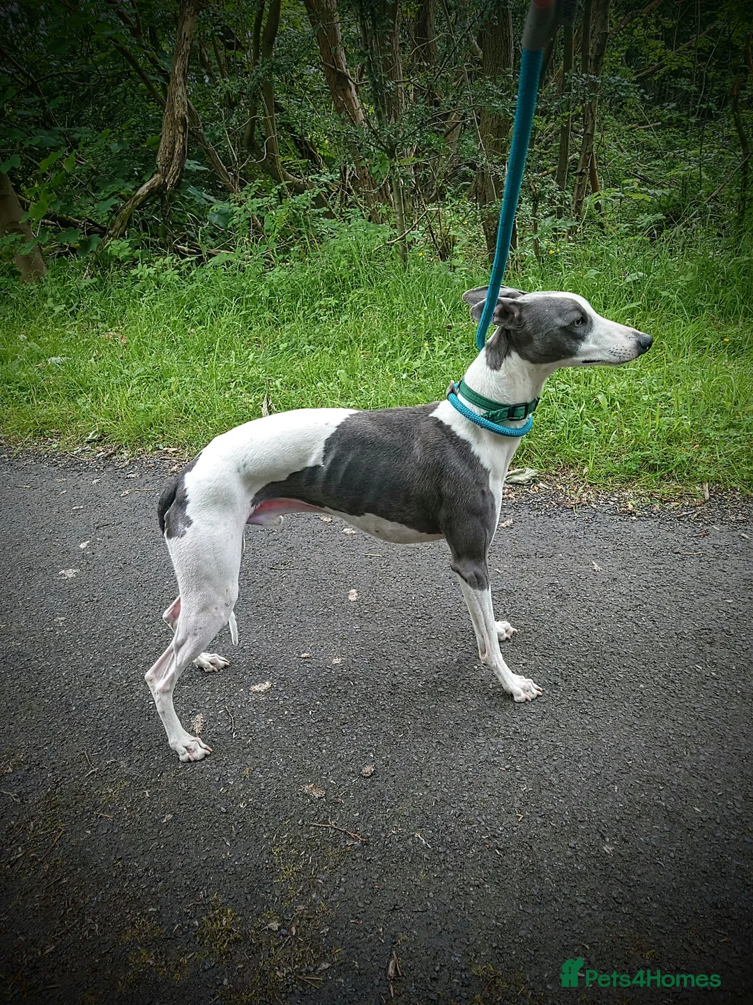 Whippet dogs for stud: Full cream kc and blue white parti kc for stud in Crook - Advert 15