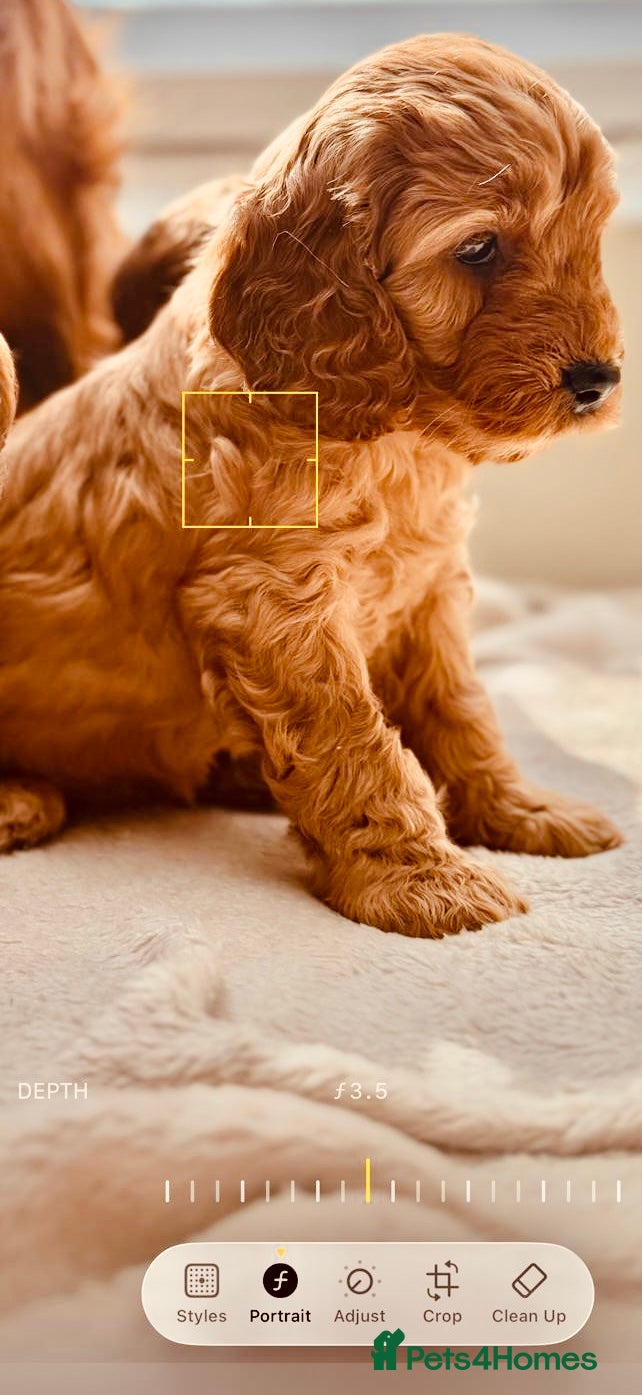 Cockapoo dogs Cockapoos  - Advert 2